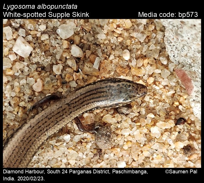 bp573