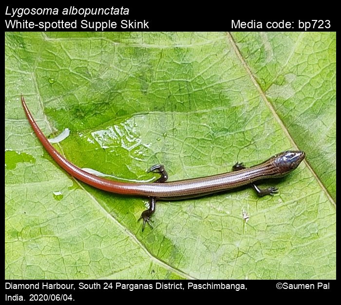 bp723