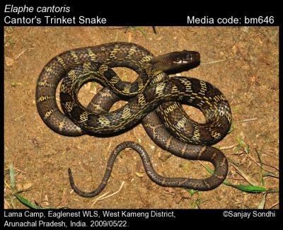 Elaphe cantoris (Boulenger, 1894) - Cantor's Trinket Snake | Reptiles