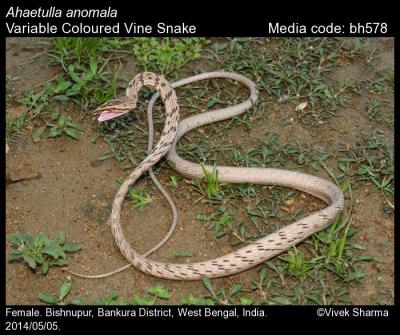 Ahaetulla anomala Annandale, 1906 - Variable Coloured Vine Snake | Reptiles